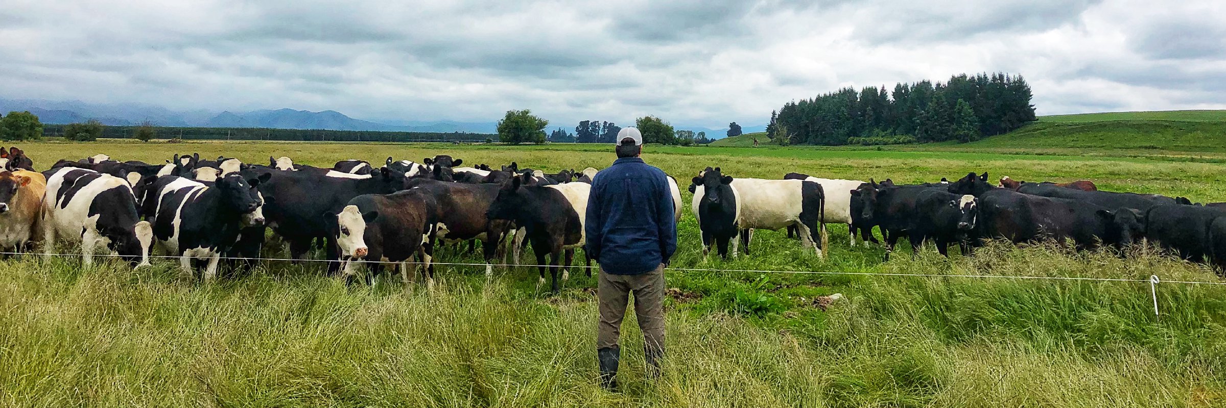 Jim standing in a field facing a herd of cattle